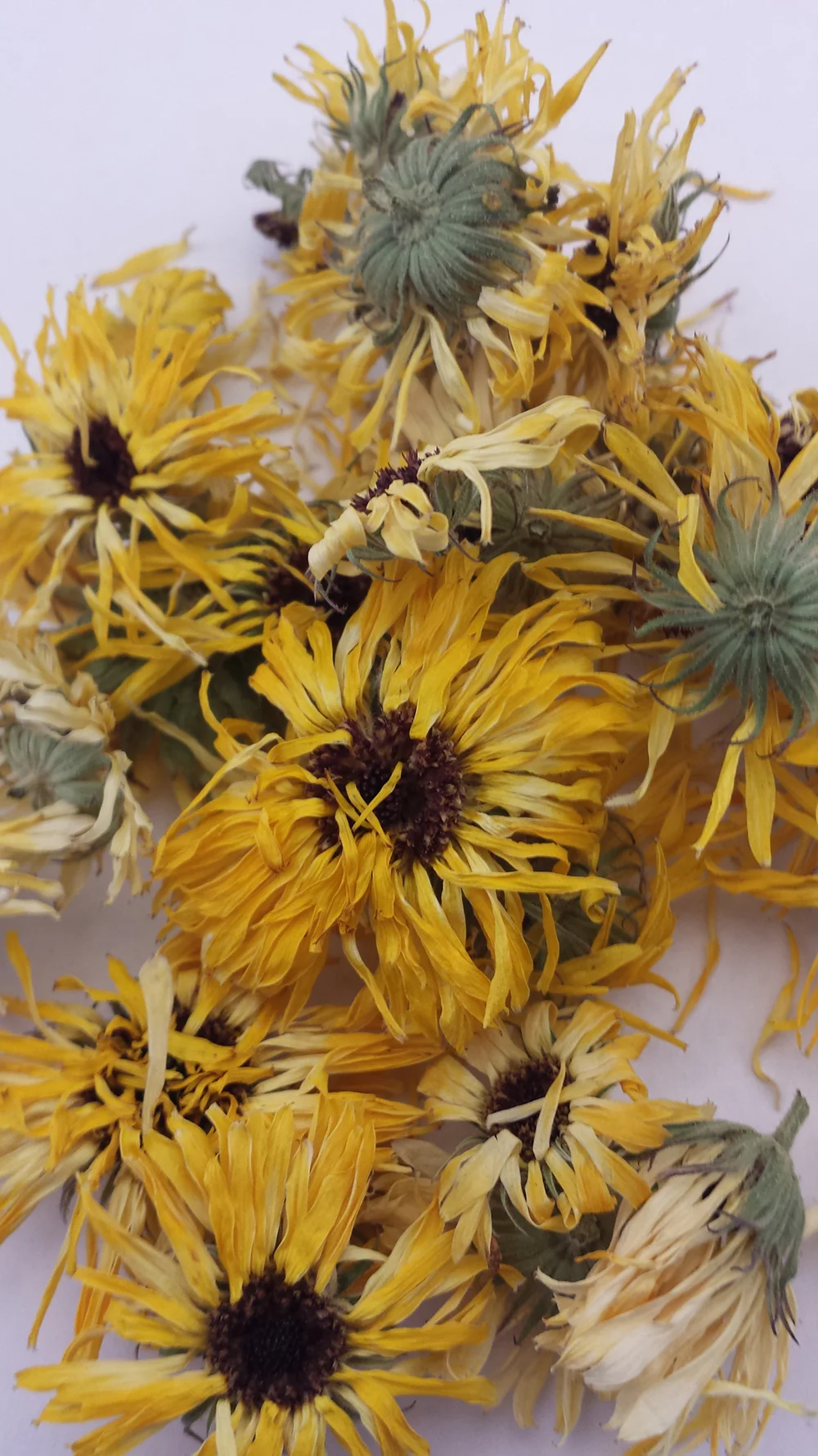 calendula.jpg