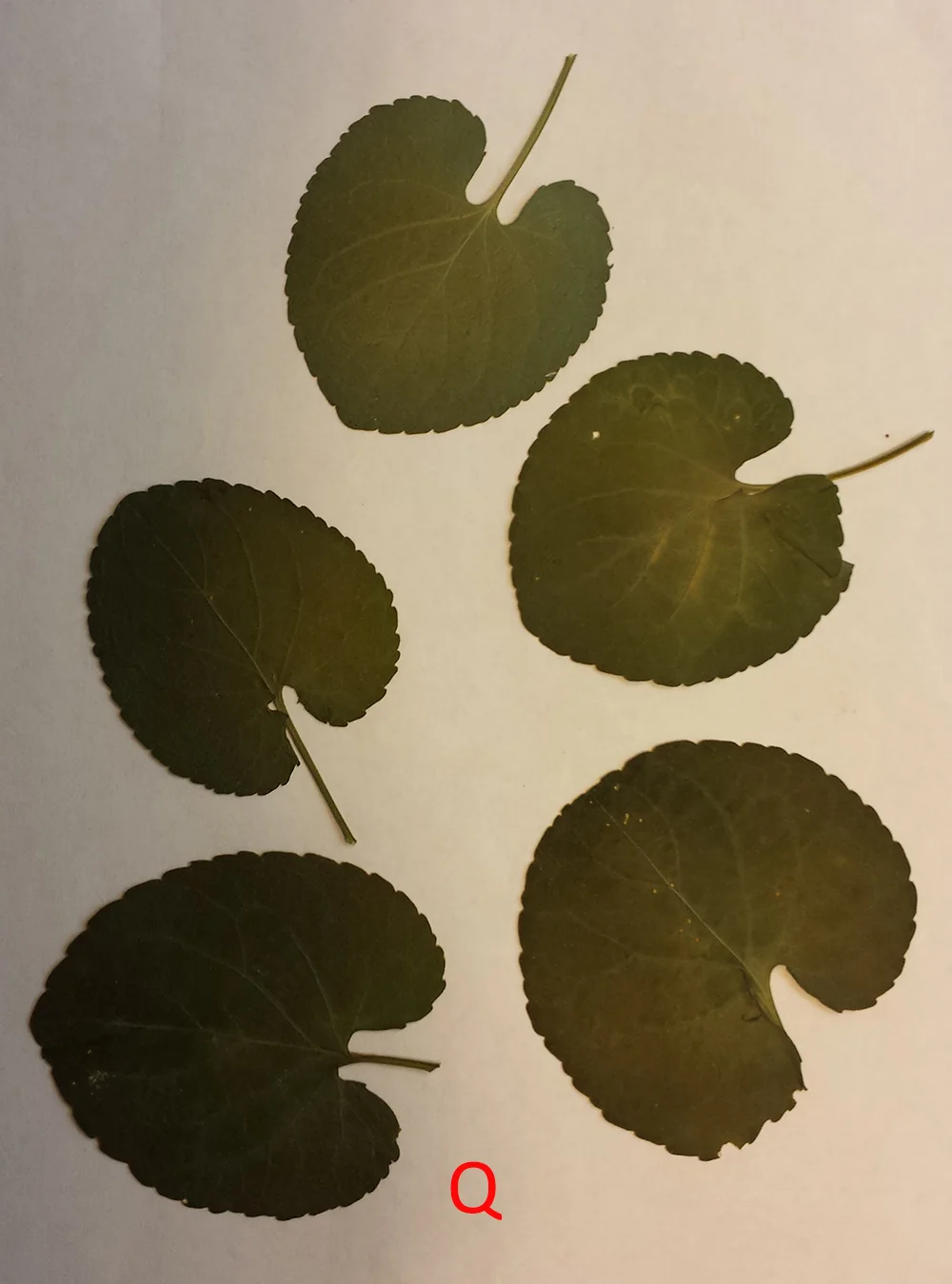 violet whole.jpg