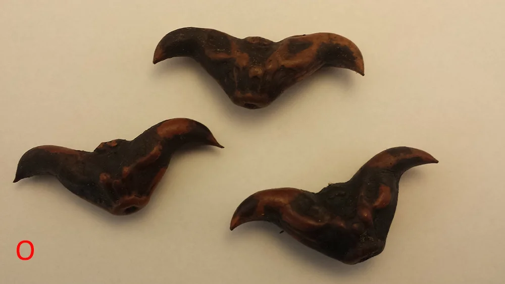 bat nut 2.jpg