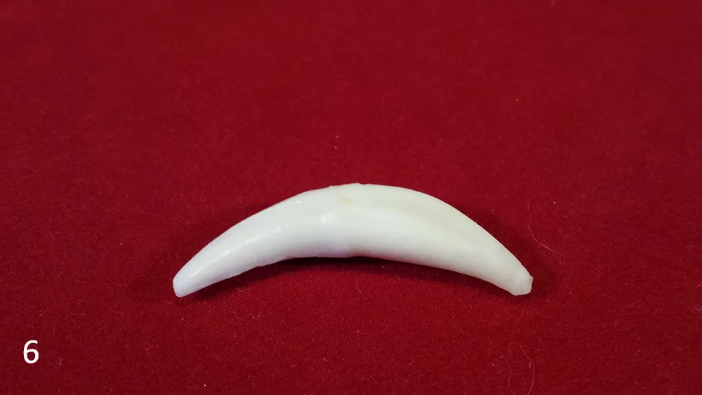 6 coyote canine.jpg