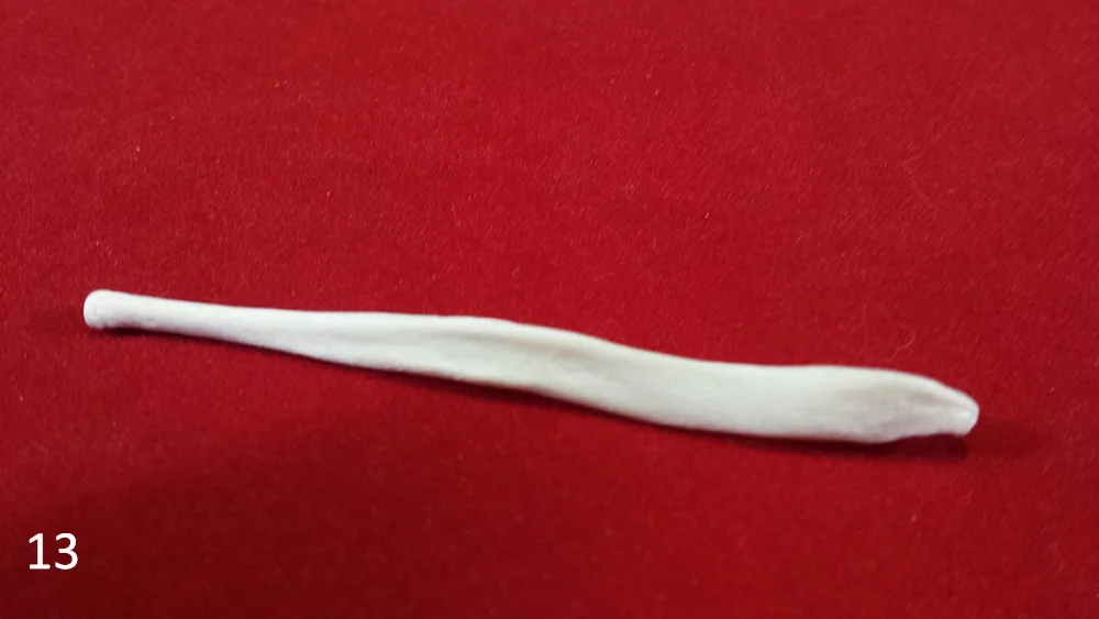 13 fox baculum.jpg