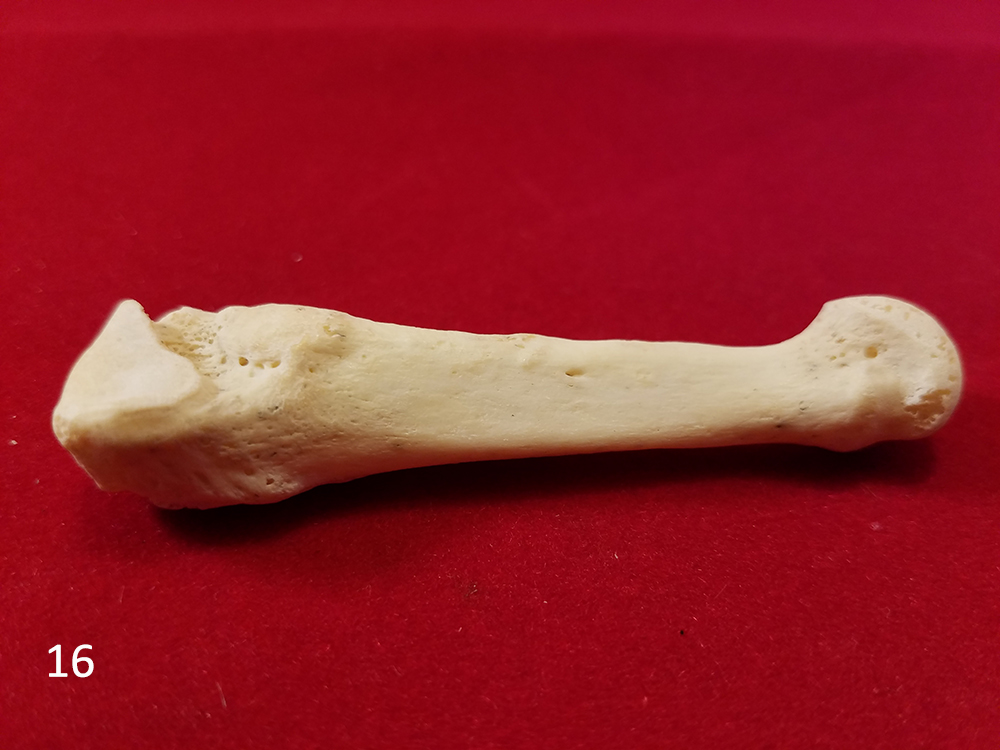 16 human foot.jpg