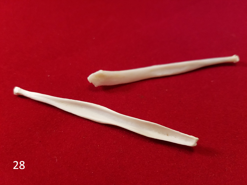 28 coyote baculum.jpg