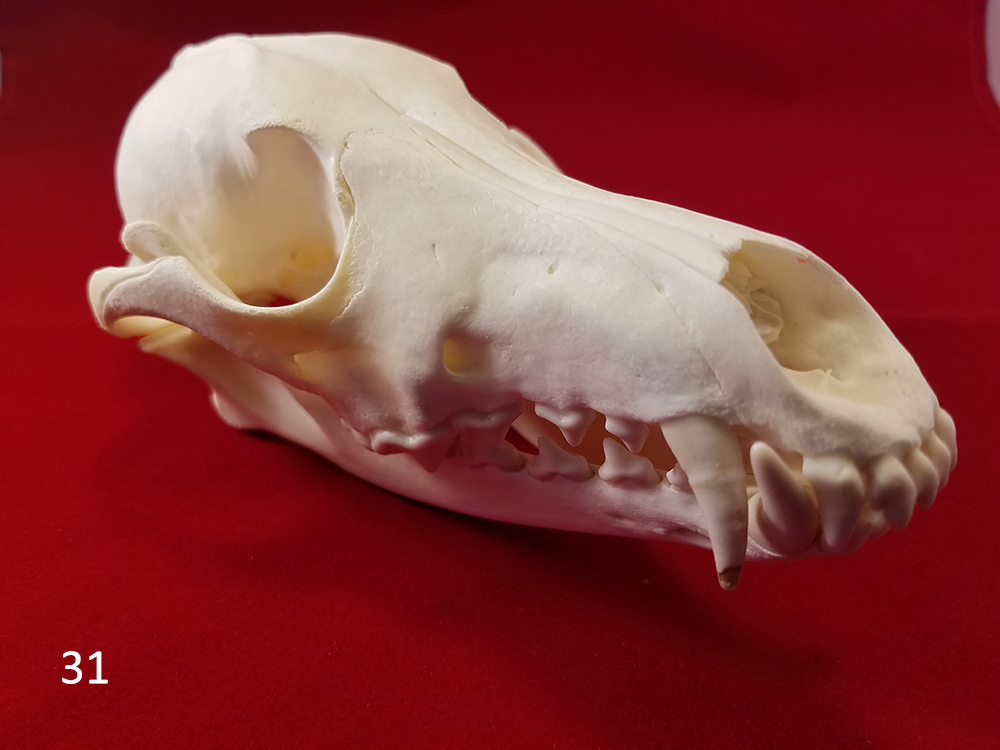 31 coyote skull a.jpg