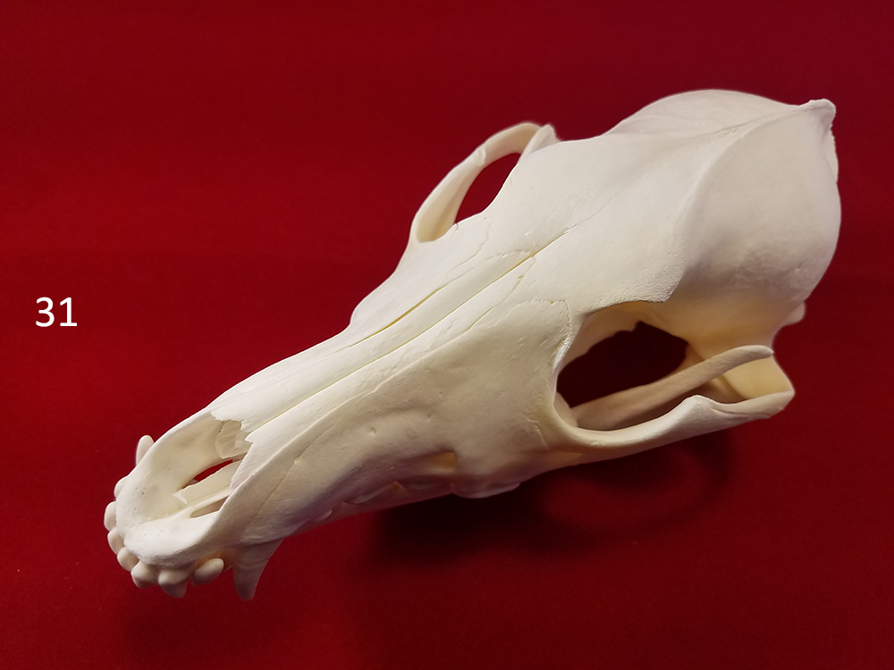 31 coyote skull b.jpg