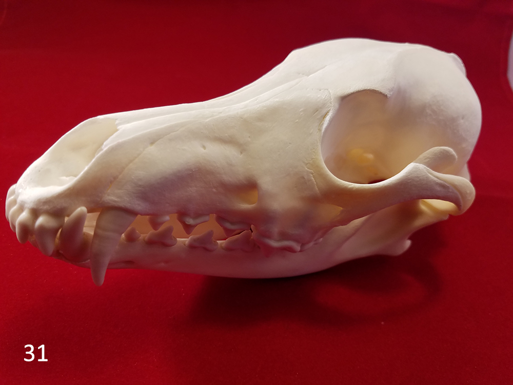 31 coyote skull c.jpg