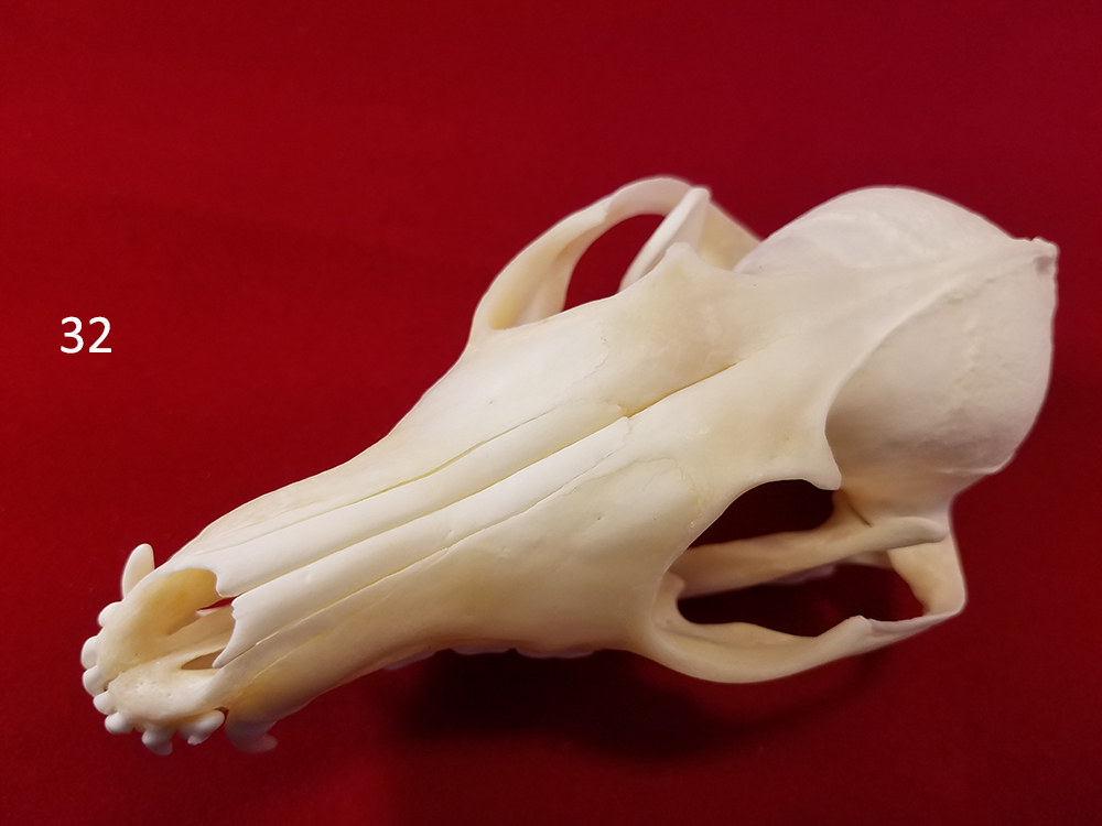 32 fox skull b.jpg