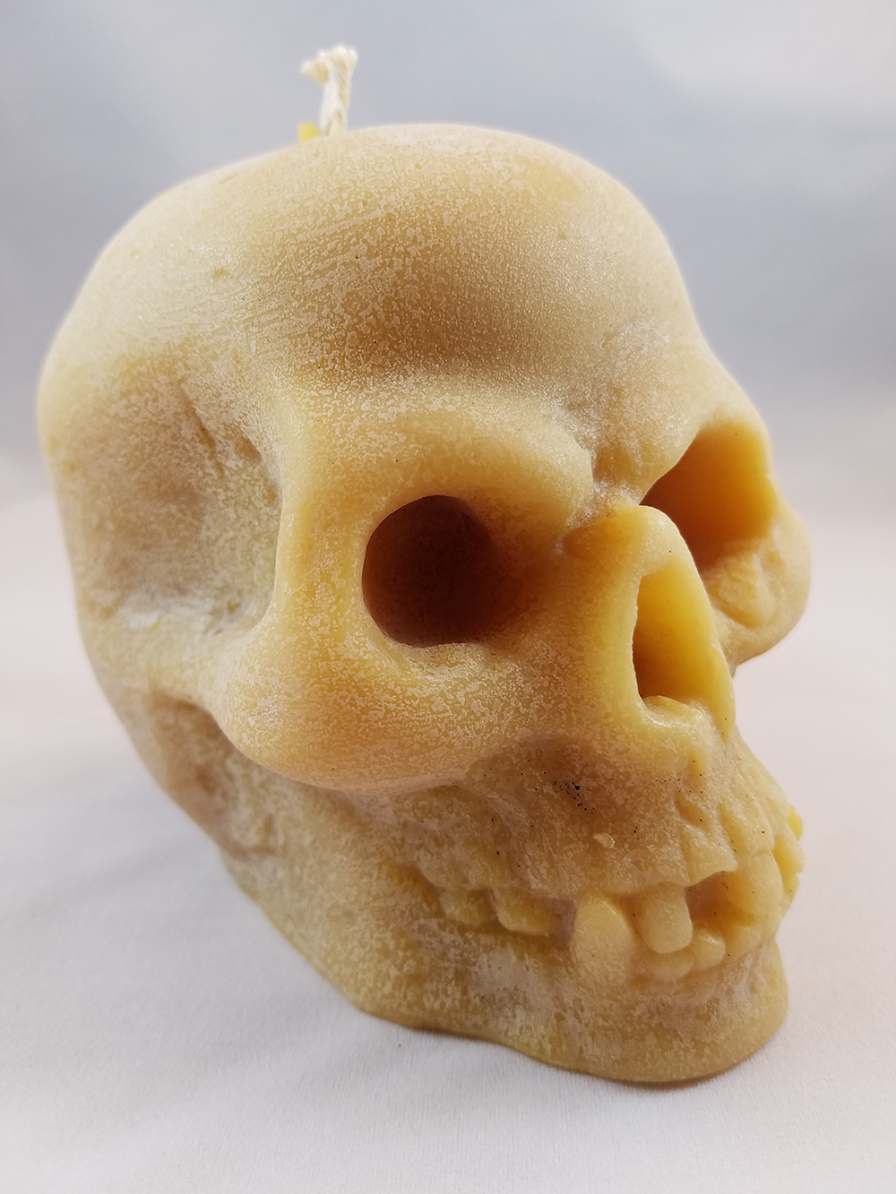 bees nat skull 1.jpg