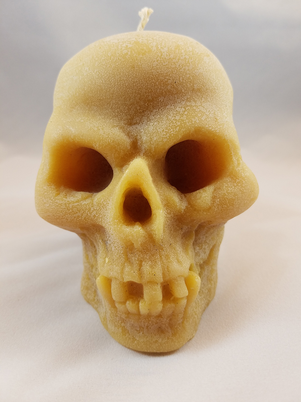 bees nat skull 2.jpg