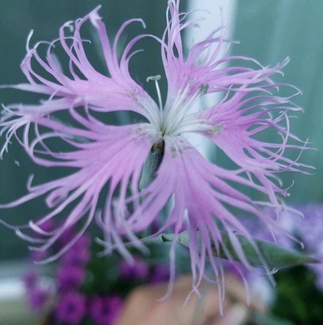 Our Dianthus hyssopifolius is blooming! She is so gorgeous. #gregwharton #whartongreg #instagay #namasgay #dianthushyssopifolius #flowers #flowerstagram #animism #animist