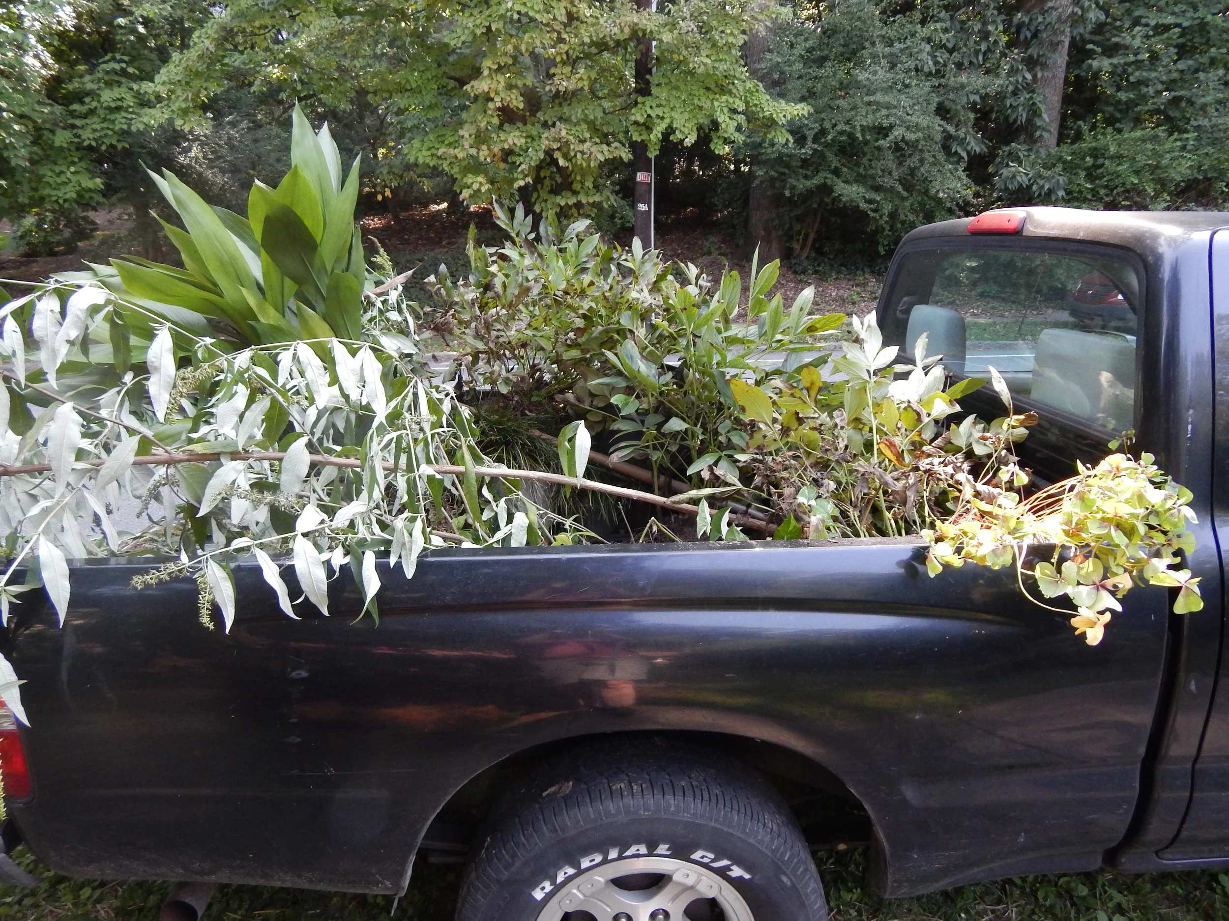 Plant rescue by local gardeners