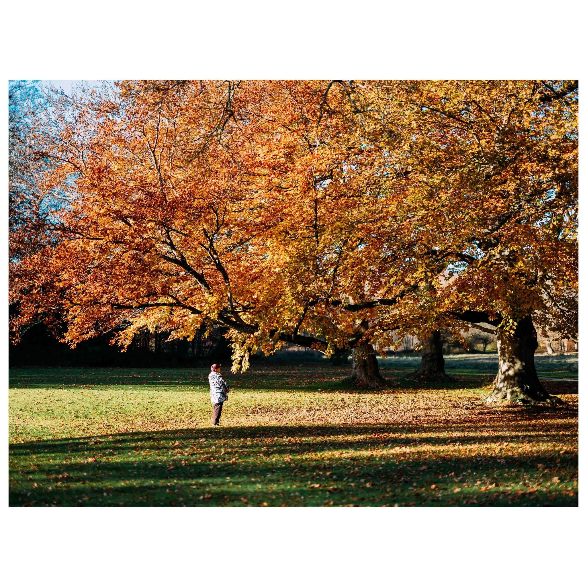 Breathe the forest in, let the world fall away. 📸

&copy; 2025, CLAUS SALL PHOTOGRAPHY
www.claussall.com
🚫 Not AI generated

Contact me on:
📞 23 90 11 69 
📧 cs@claussall.com

--------------------------------
Location : K&oslash;ge
Camera : Fujifi