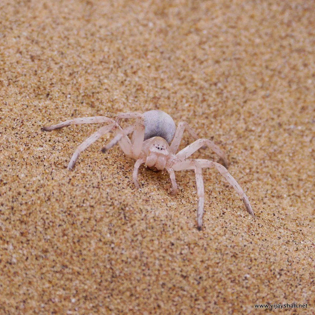 The Dancing White Lady Spider