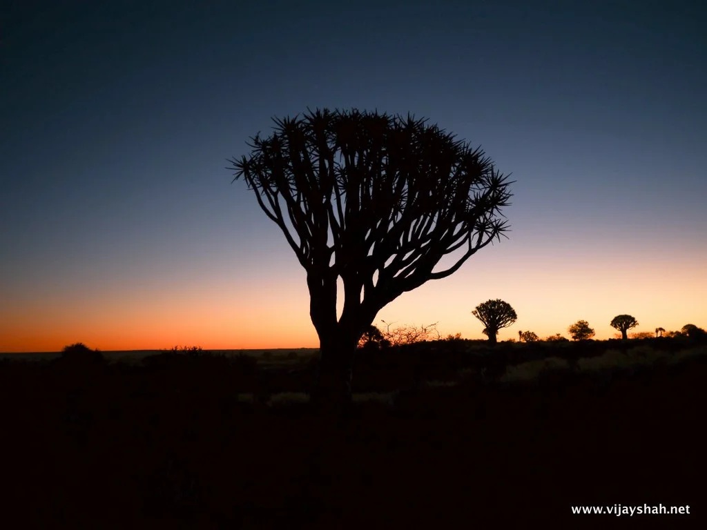 Quiver Tree Forest