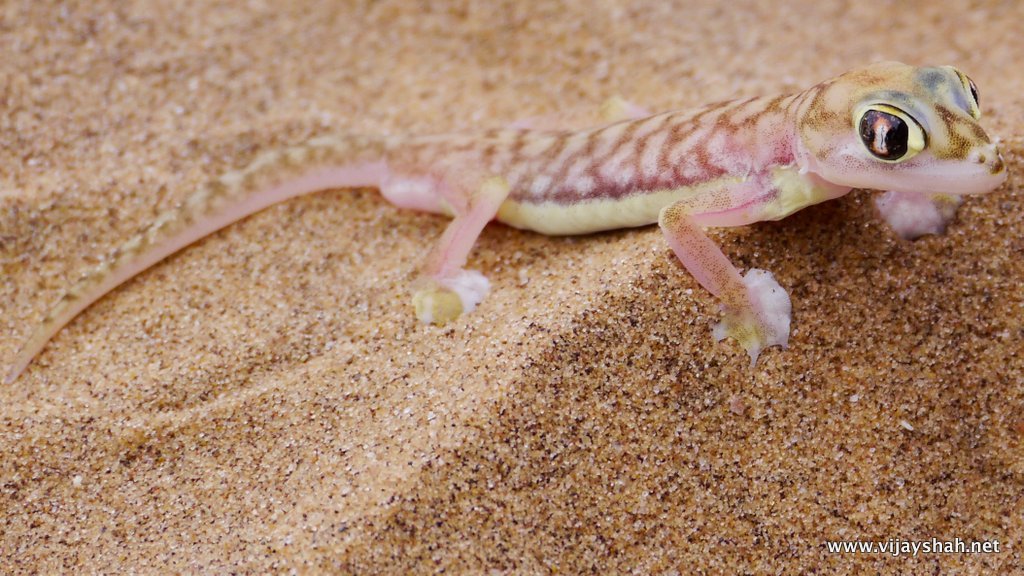 Namibian Gecko