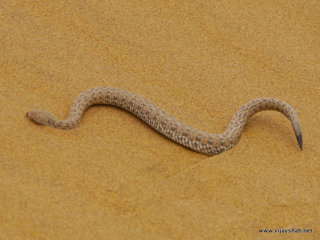 Sidewinder Snake