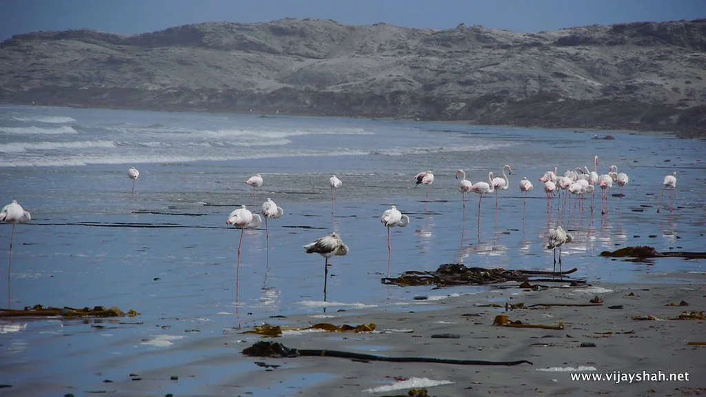 The Lesser Flamingo