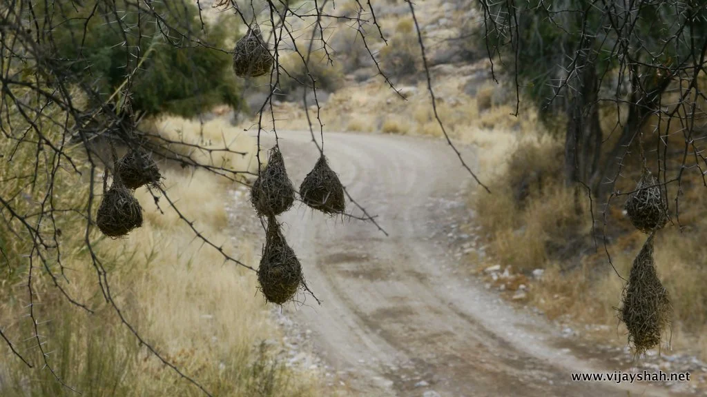 Nests