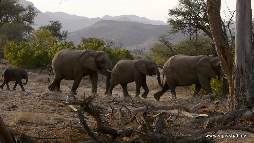 Desert Elephants