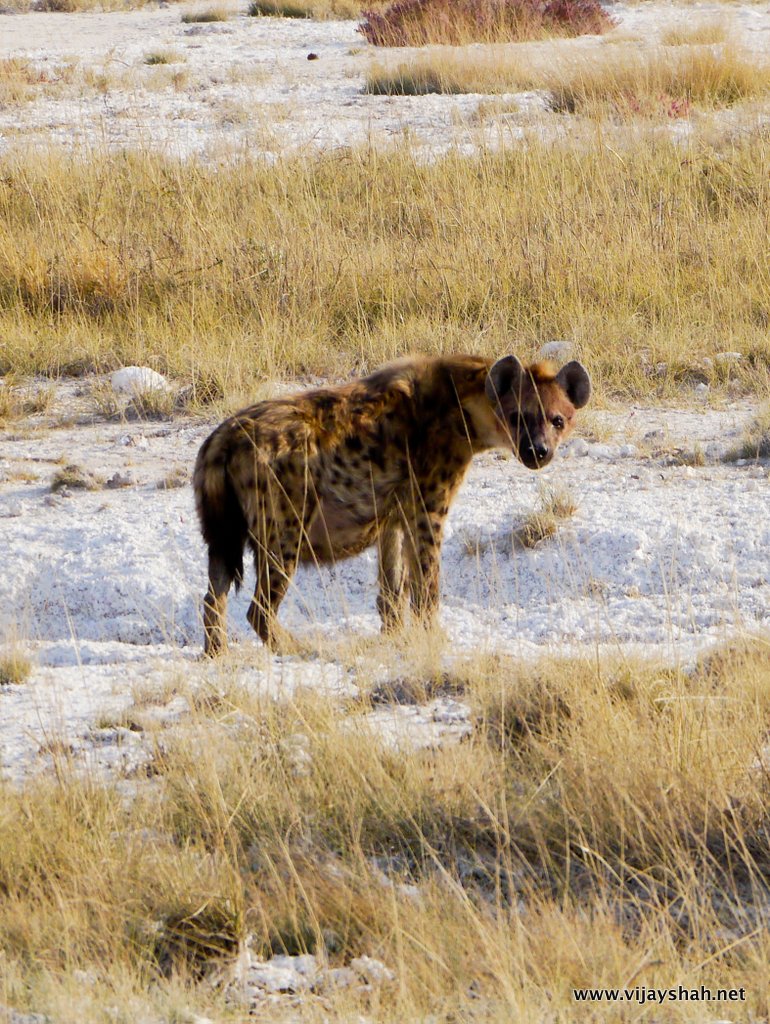 Brown Spotted Hyena