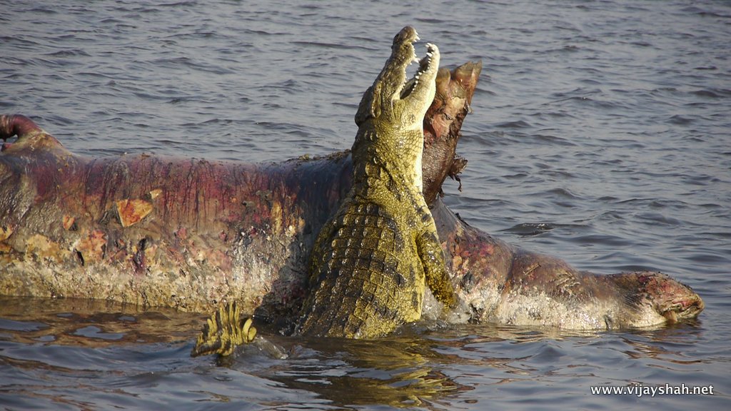 Chobe National Park, Botswana