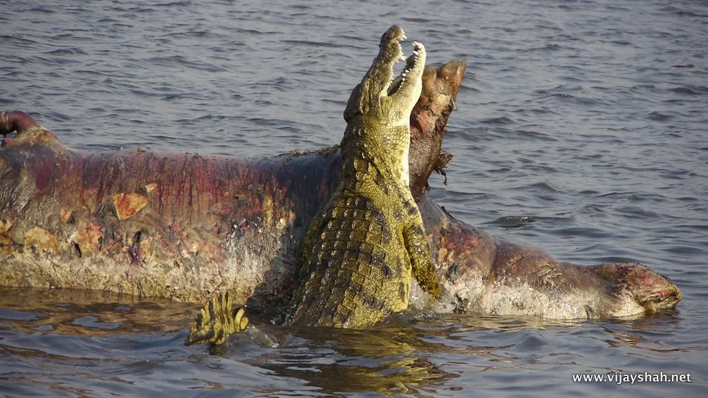 Chobe National Park, Botswana