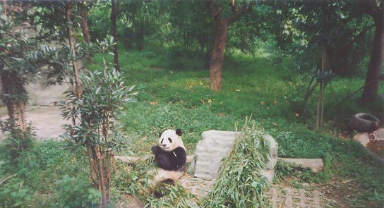 panda2.jpg