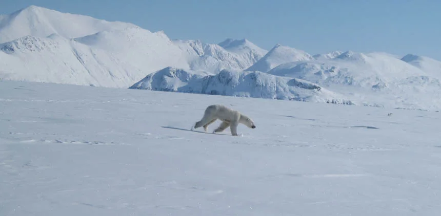 bear_5