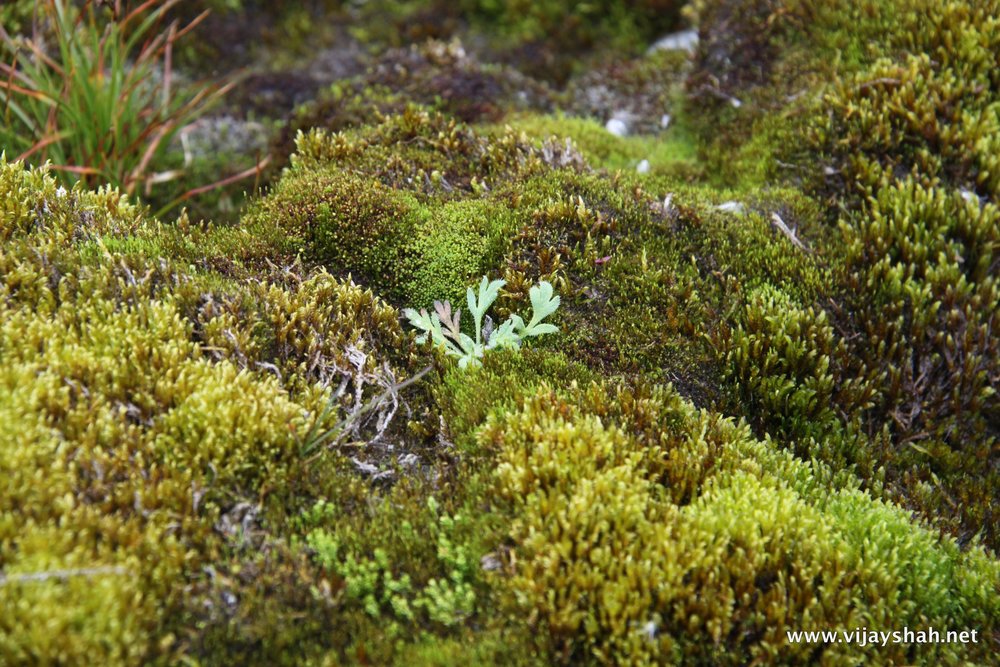 Baffin island vegetation sales
