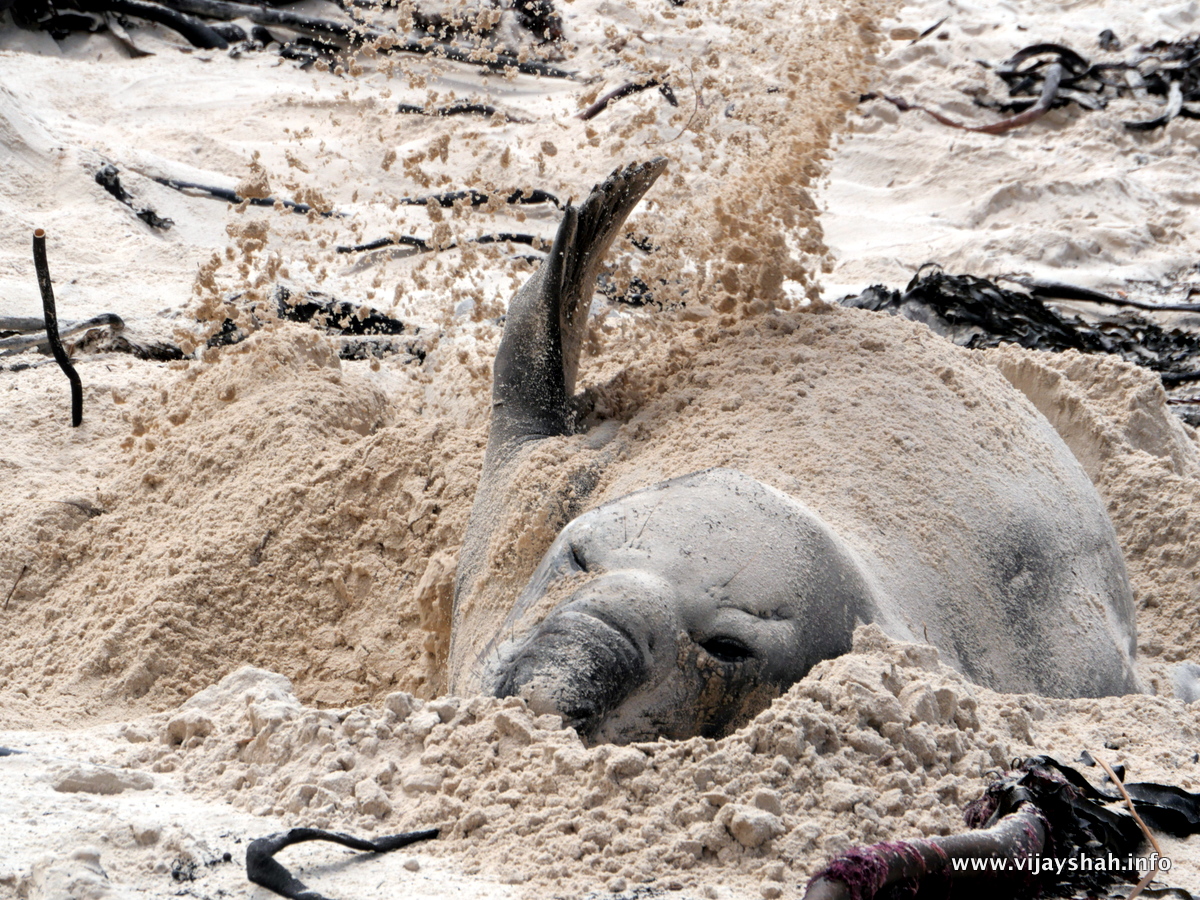 Being stuck on a beach without any shade for over four weeks can get pretty hot, especially when you have as much blubber as Buffel - but by burying himself in sand, Buffel can stay reasonably cool.