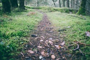 forest-trees-path-moss.jpg