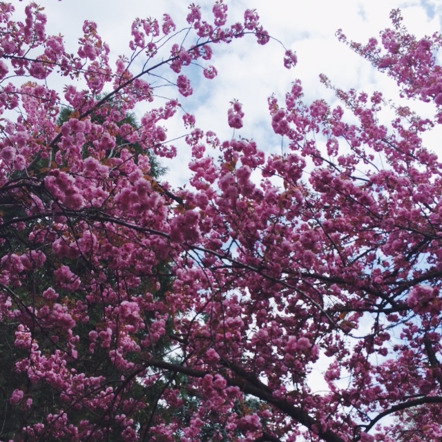 Cherry blossoms at the Brooklyn Botanic Garden