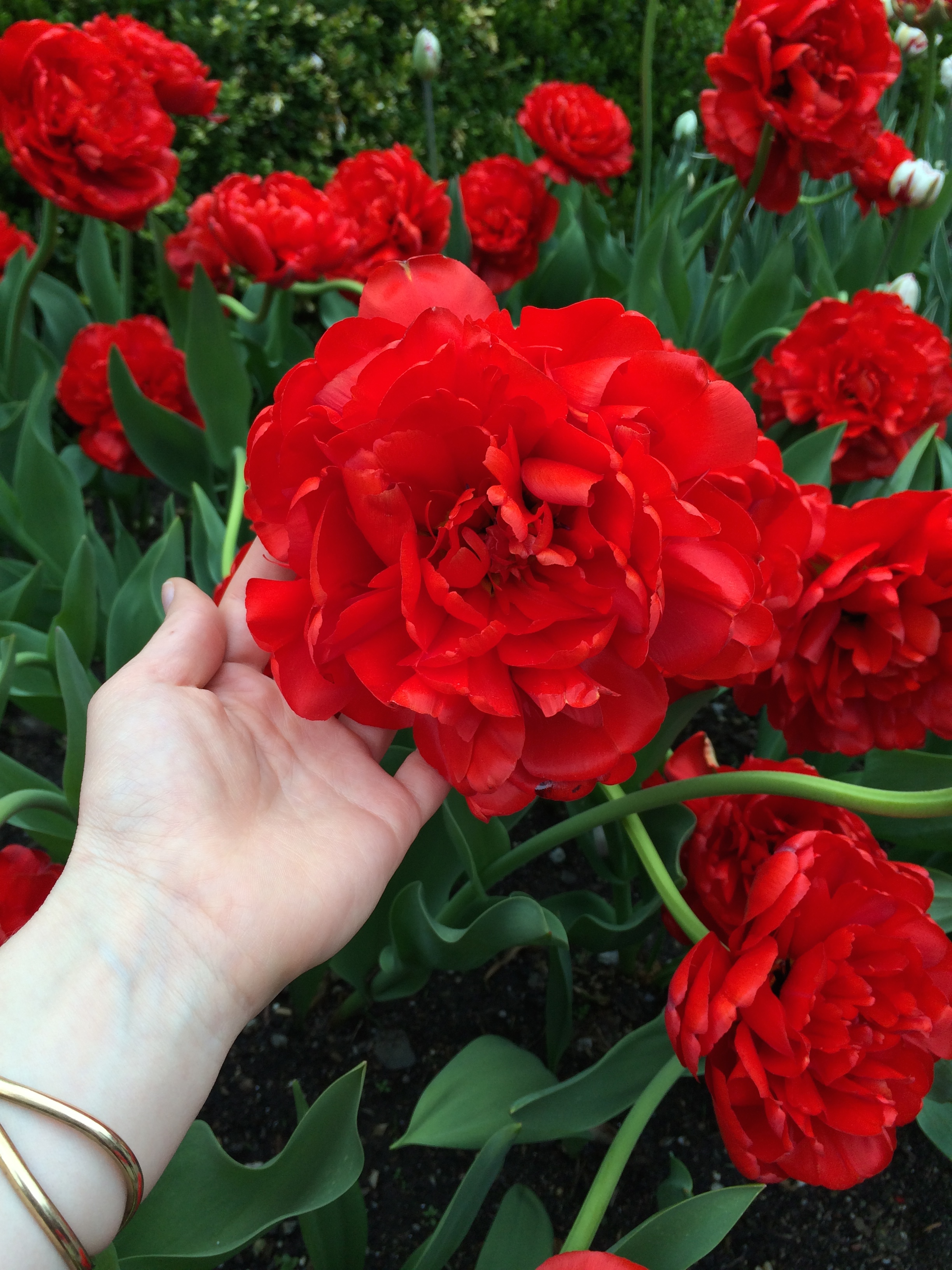 The reddest tulips I've ever seen.