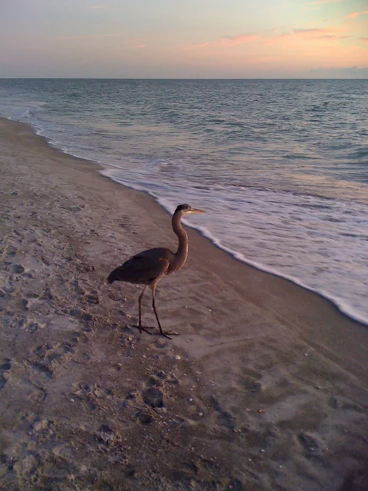 Friendly Heron on the beach.jpg