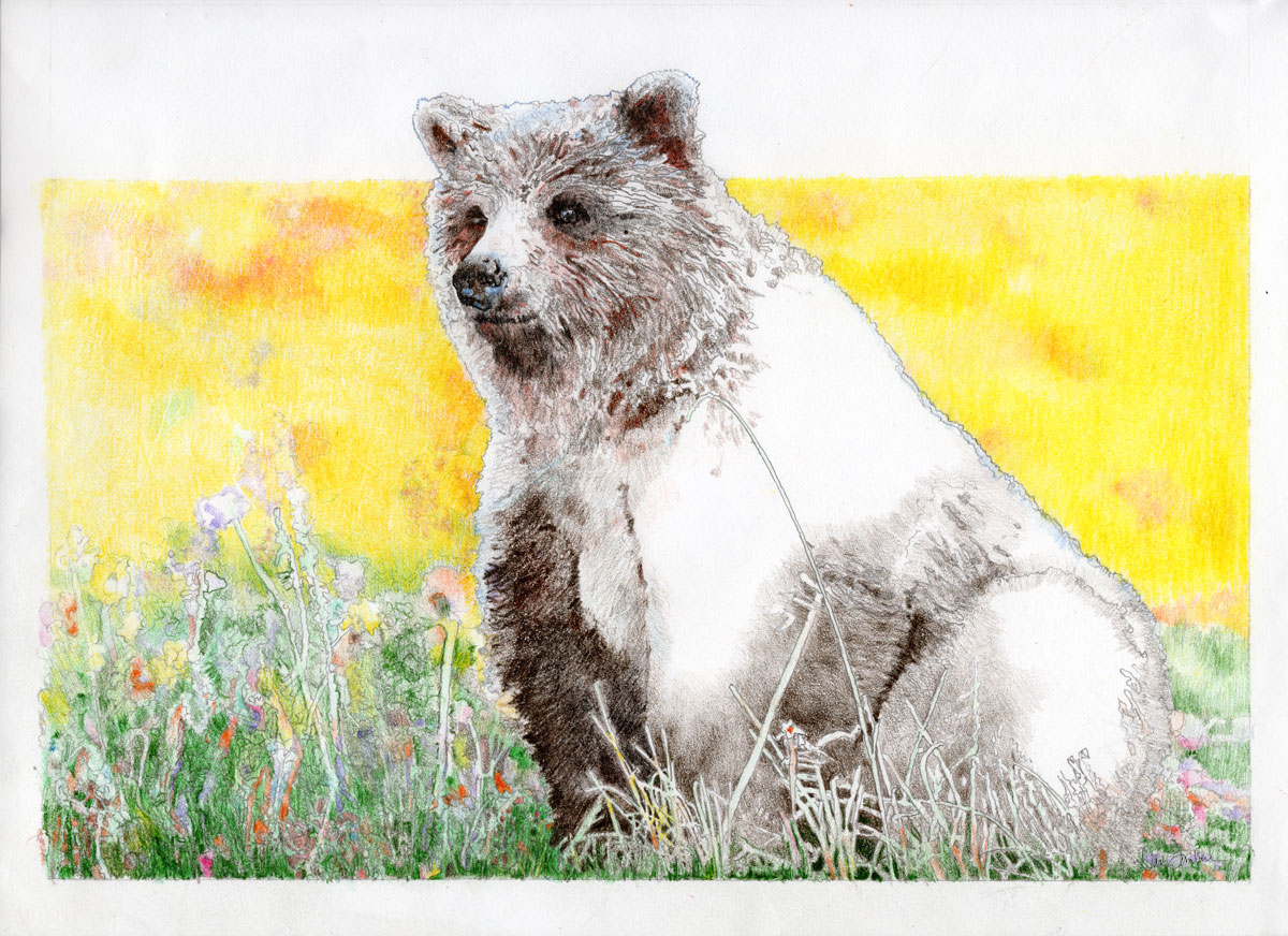 Big Yella Bear 2015 ● Original $800. ● Archival Print $25.