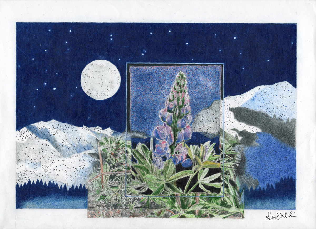 Lupine Dreams 2015 ● Original $750. ● Archival Print $25.