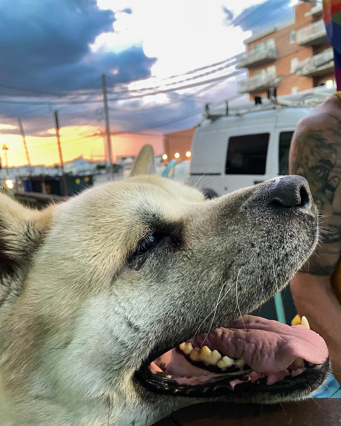 Please send this big old guy lots of love and healing vibes. He&rsquo;s unexpectedly spending the night at the hospital post-op. ❤️&zwj;🩹🐕
📷&rsquo;s taken a couple weeks ago at his favorite restaurant @fiveoceanrestaurant. #doggyhasgreattaste #aki