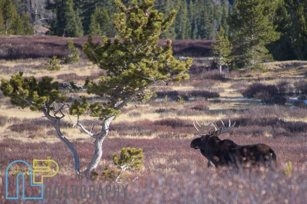 One of 6 moose we ran into.