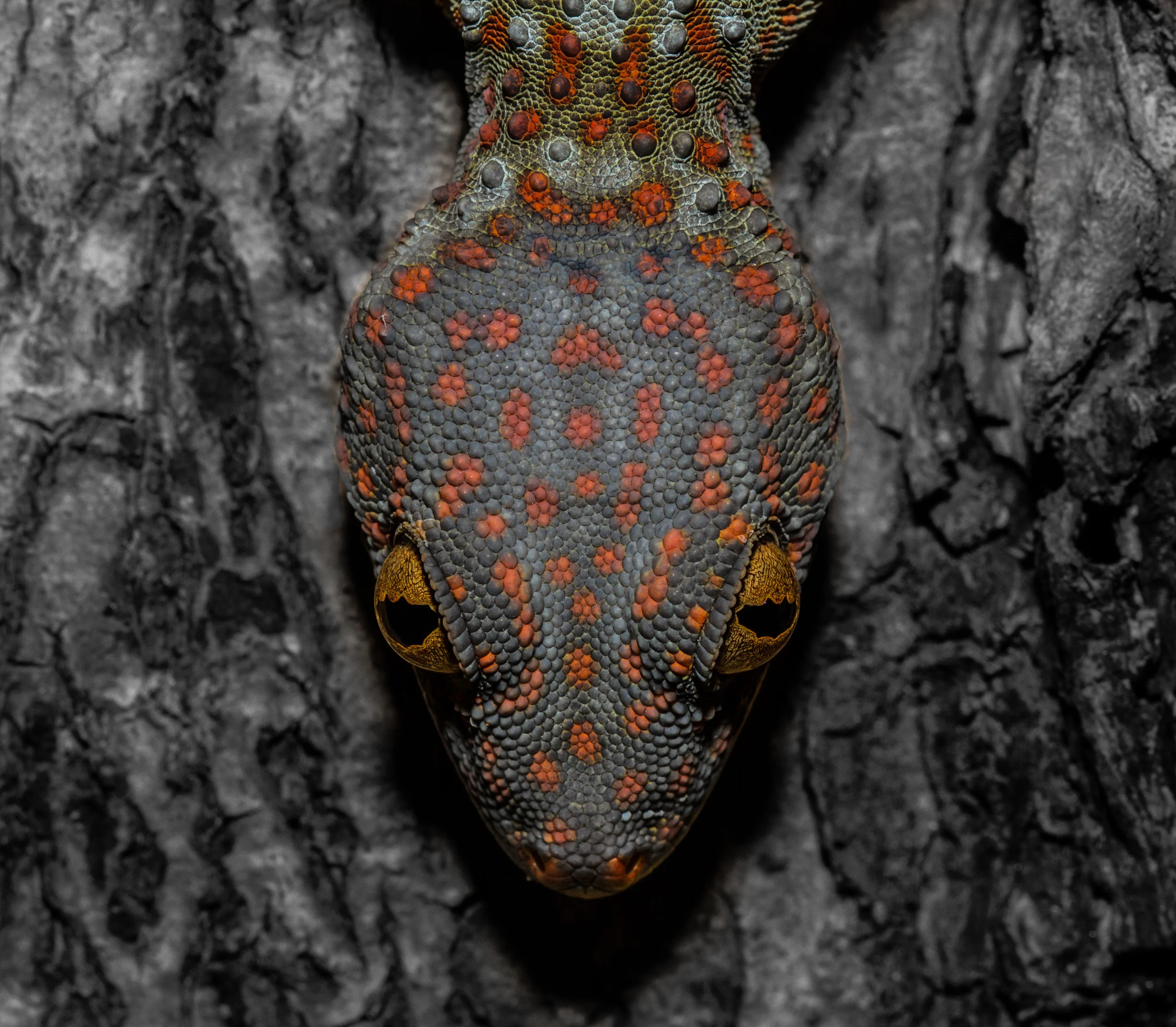 Tokay Gecko (Gekko gecko) // Rinca, Flores