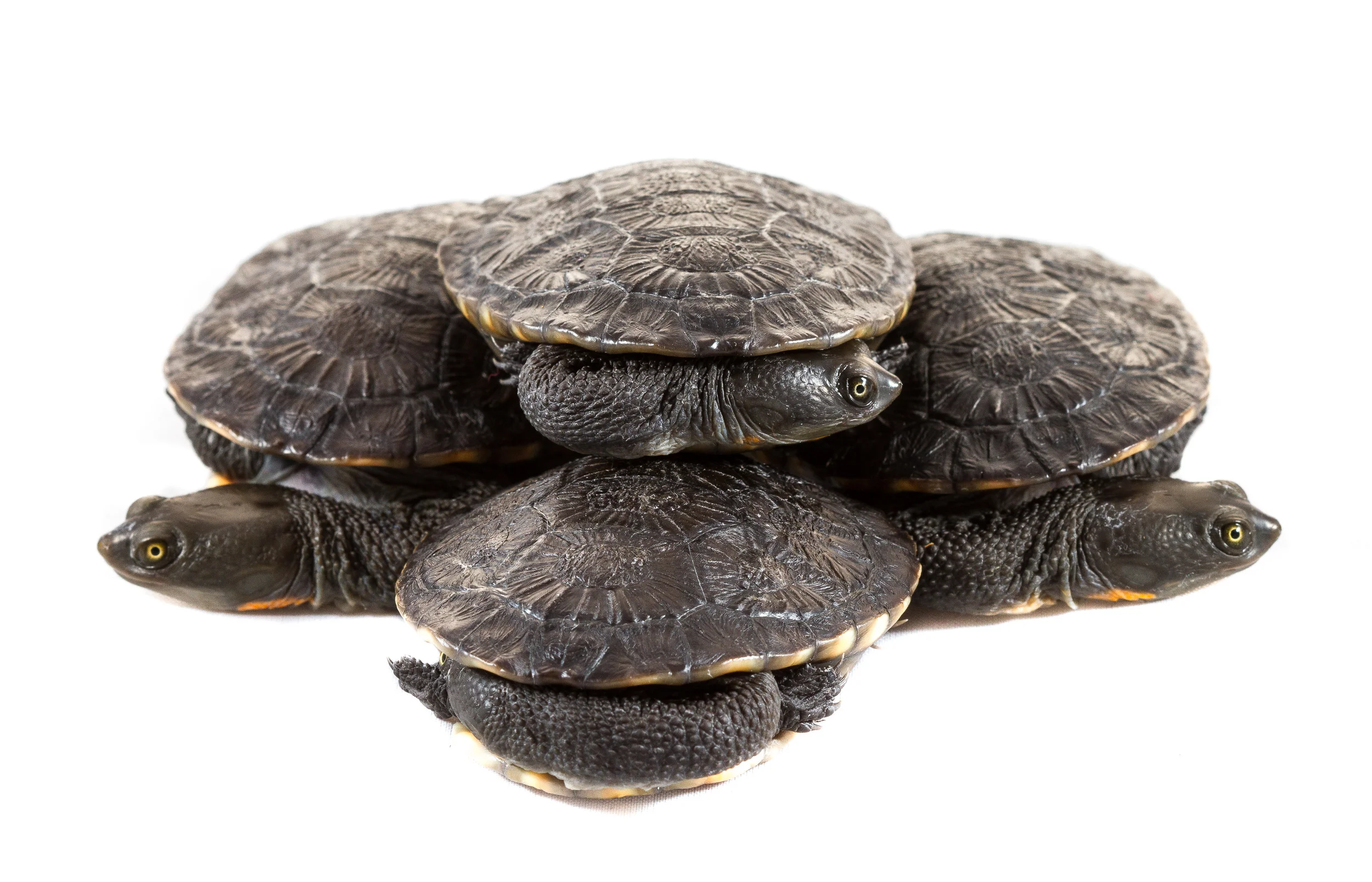 Eastern Longneck Turtles (Chelodina longicollis) // Canberra, ACT