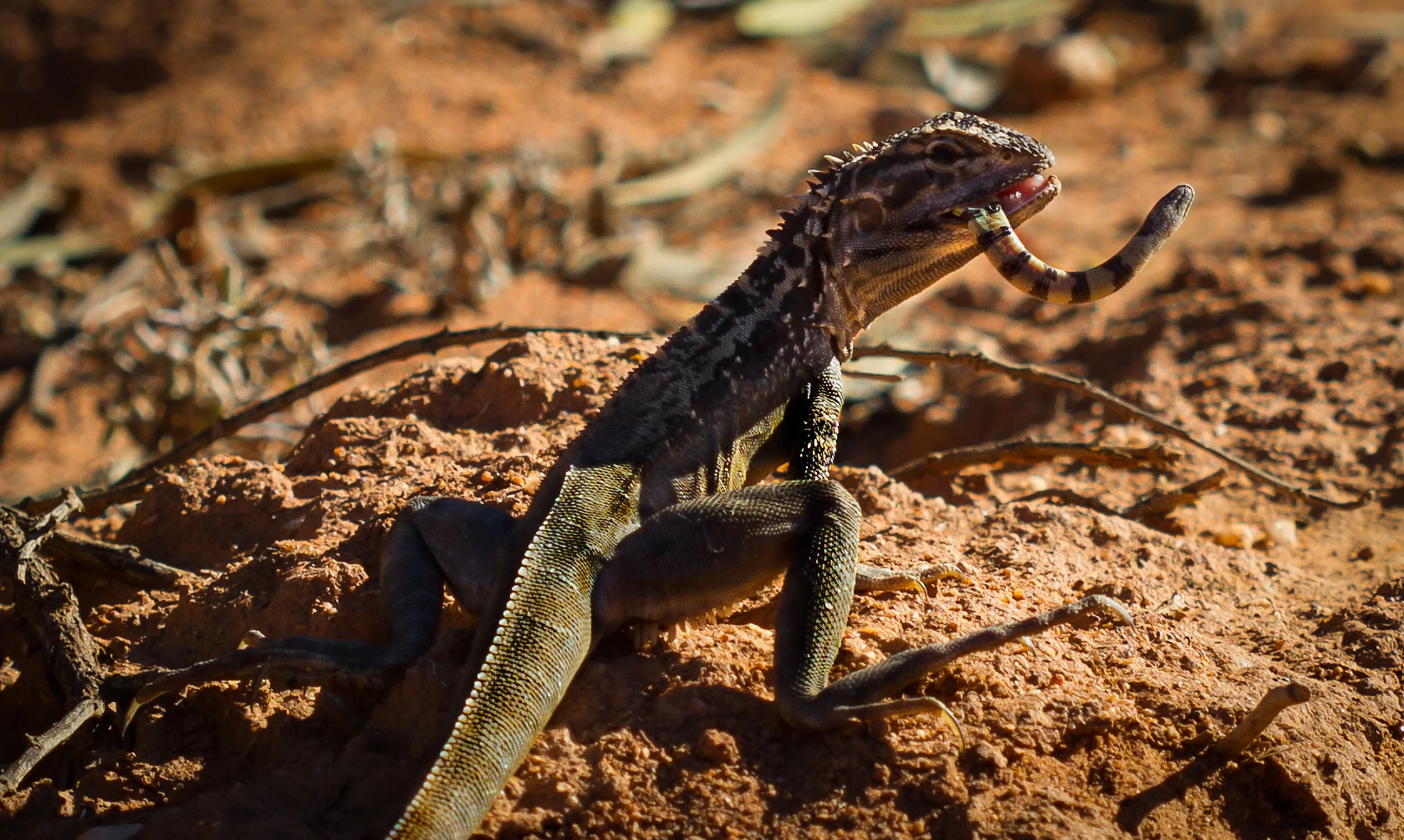 Crested Dragon (Ctenophorus cristatus) devouring a Jan's Banded Snake (Simoselaps bertholdi) // Gawler Ranges NP
