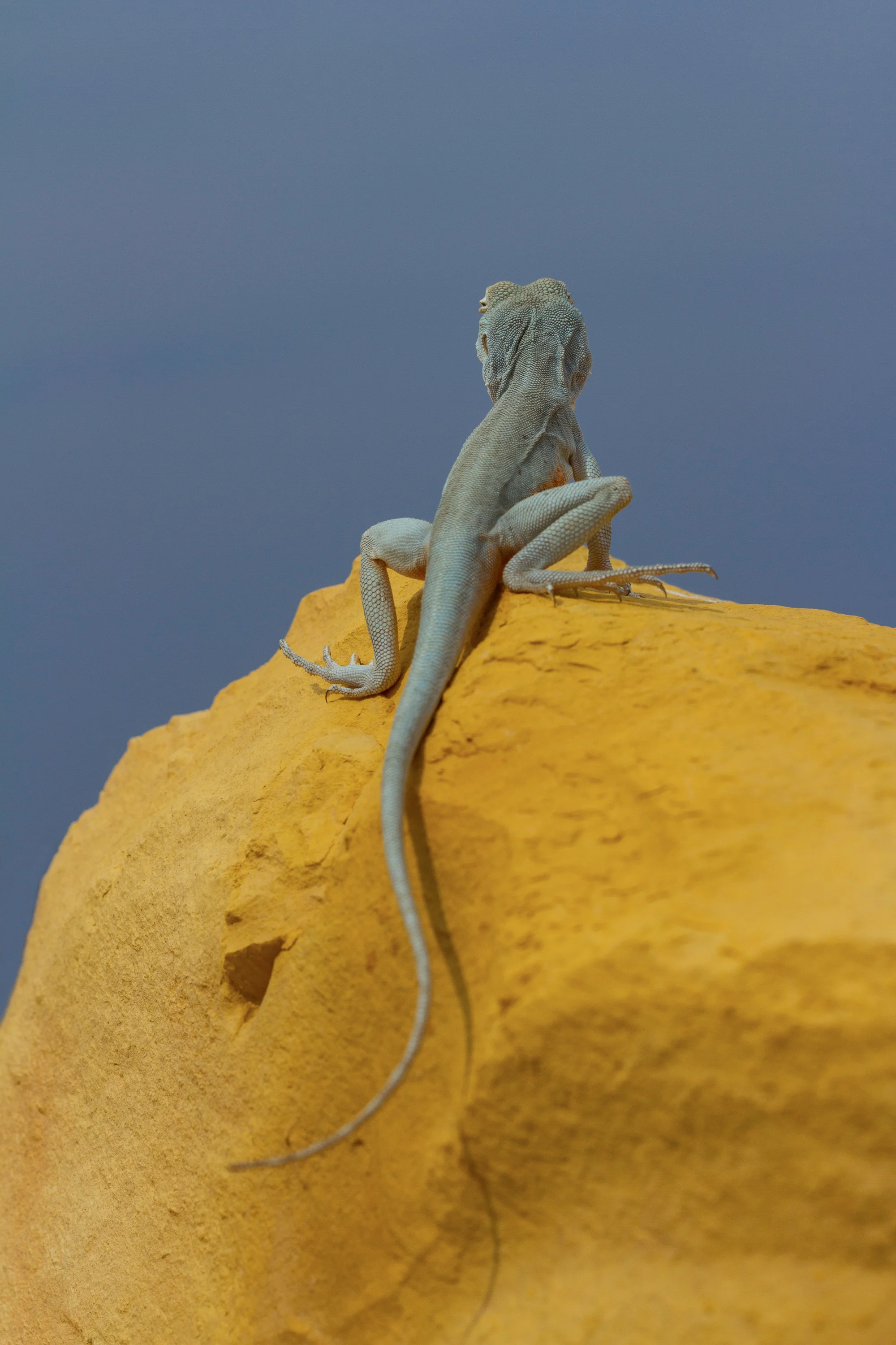 Ochre Dragon (Ctenophorus tjantjalka) // Painted Hills, SA