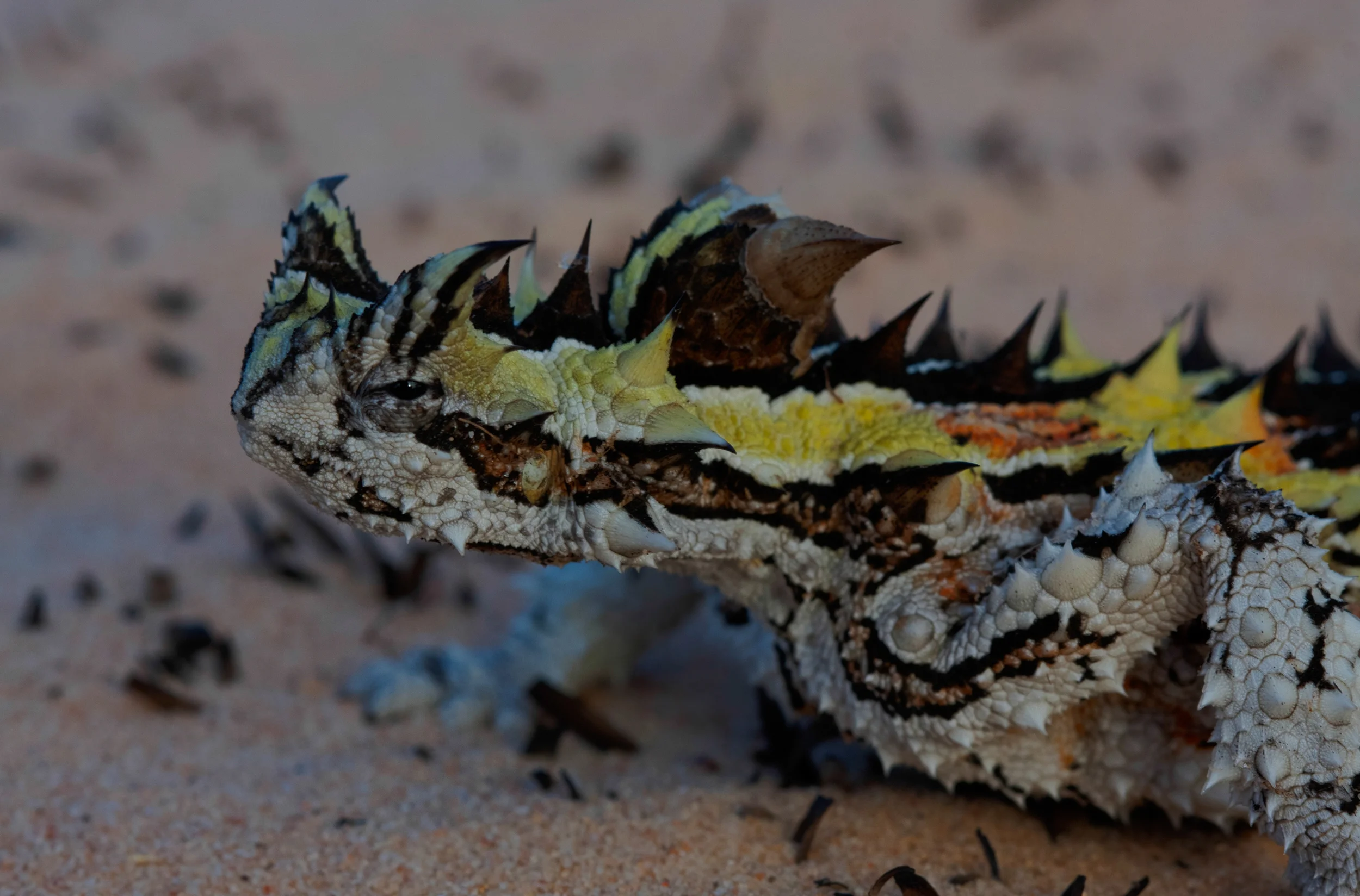 Thorny Devil (Moloch horridus) // Pinkawillinie CP, SA
