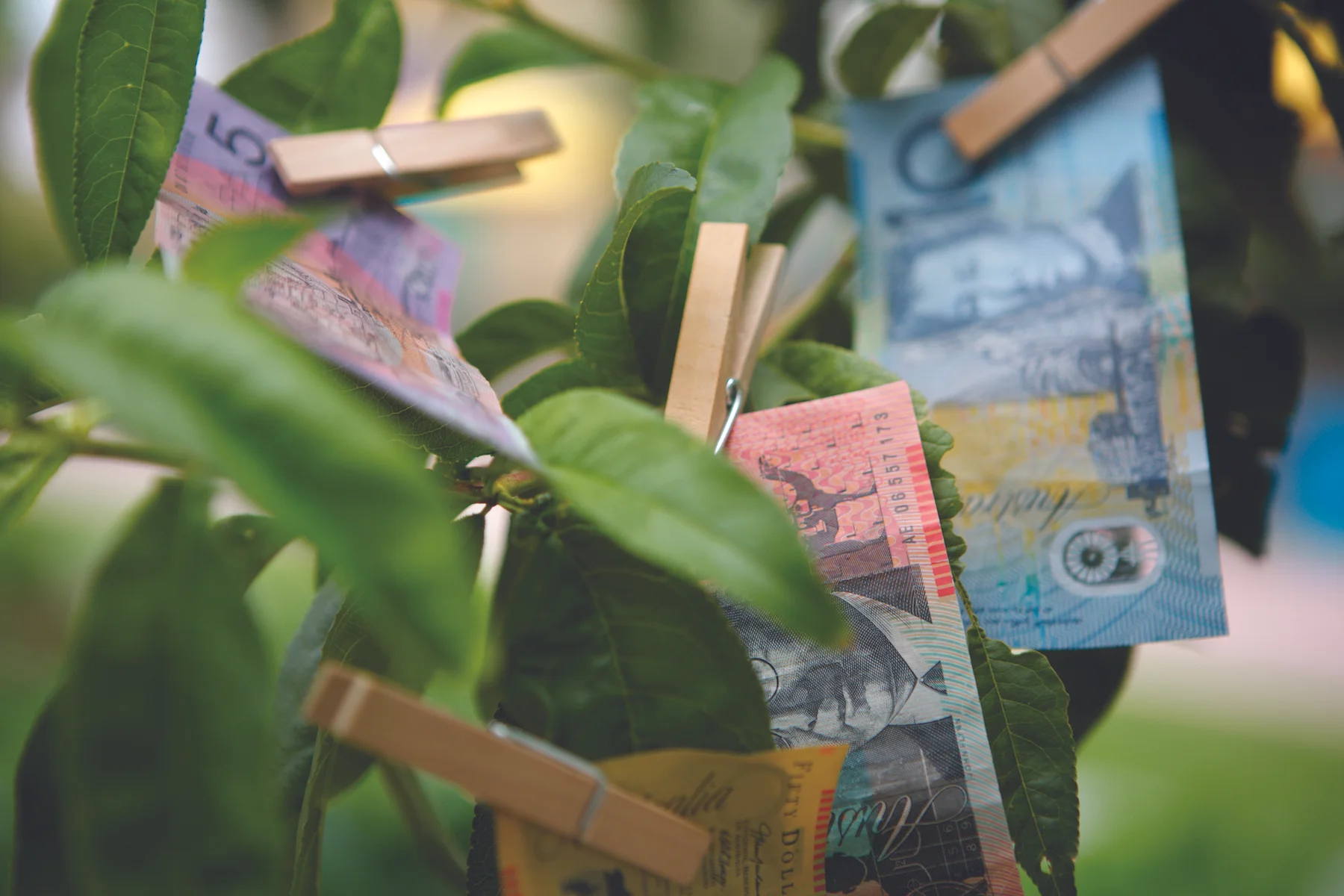 Money Tree CMYK.jpg