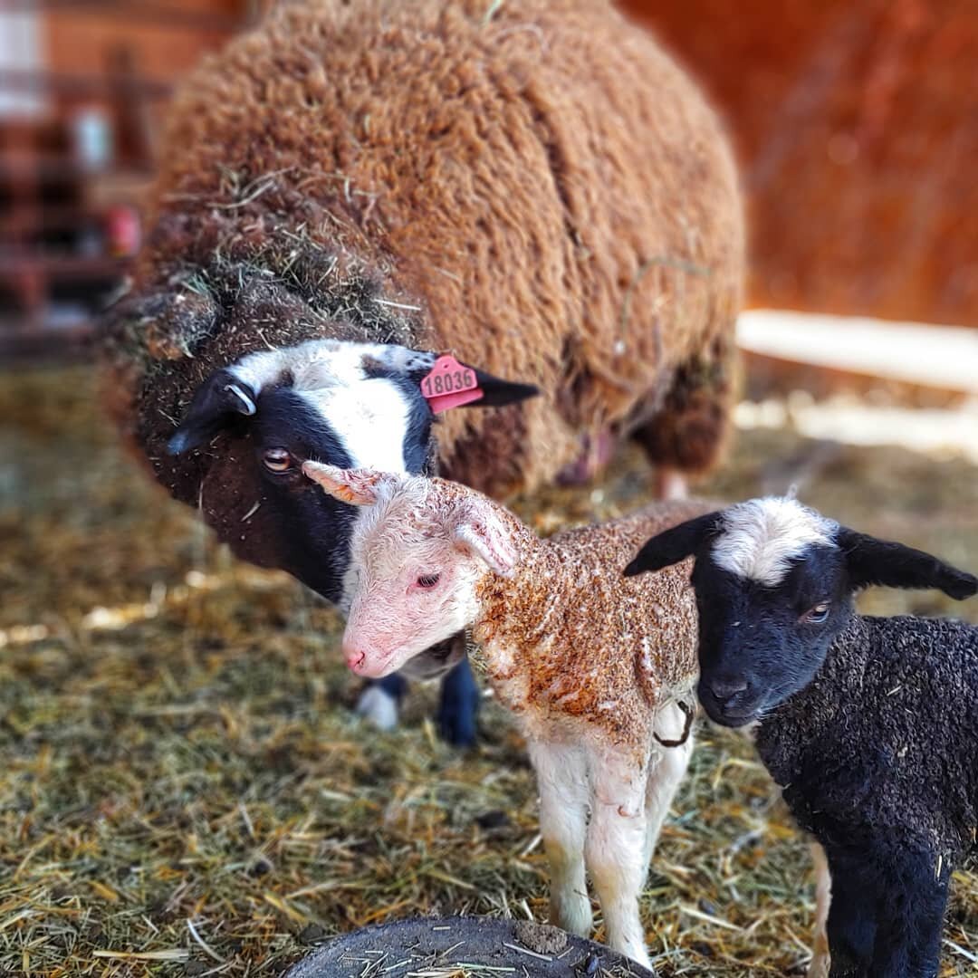 That's a wrap folks! 48 lambs on the ground. 28 ewe lambs and 20 ram lambs! #paonia #lambing2021 #waitingforgrass #alwaysbuycolorado #northfork #rockymountains #coloradolife #spring2021 #buylocal