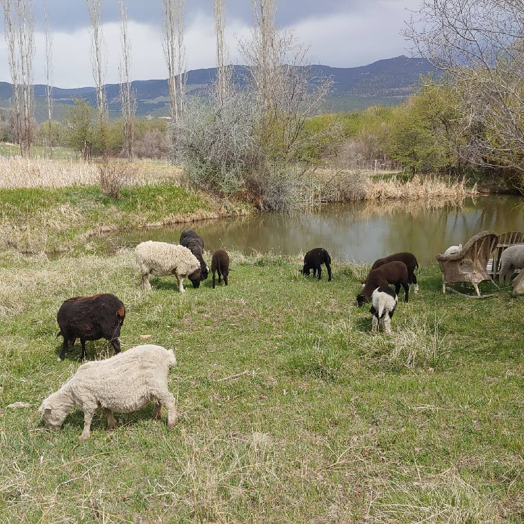 Spring in Paonia #paoniacolorado #springtime #coloradolive #grassfedlamb