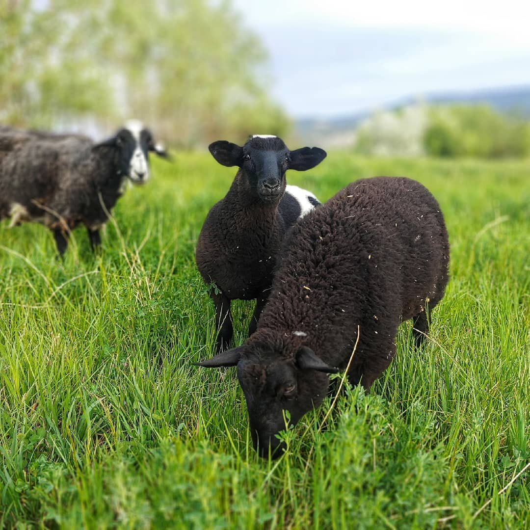 These lamb are growing quickly on all this nice alfalfa! Two weeks until weaning. #northforkcolorado #pastureraised #tastewhatwegrow #grassfed #localprotein #coloradolamb