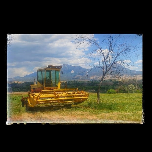 Farmhand's Harvest is slowly adding a new venture of hay and custom farming to all the shepherding. Chasing grass not ass! #farmlife #paoniacolorado #hotchkisscolorado #hay #newholland #tastewhatwegrow