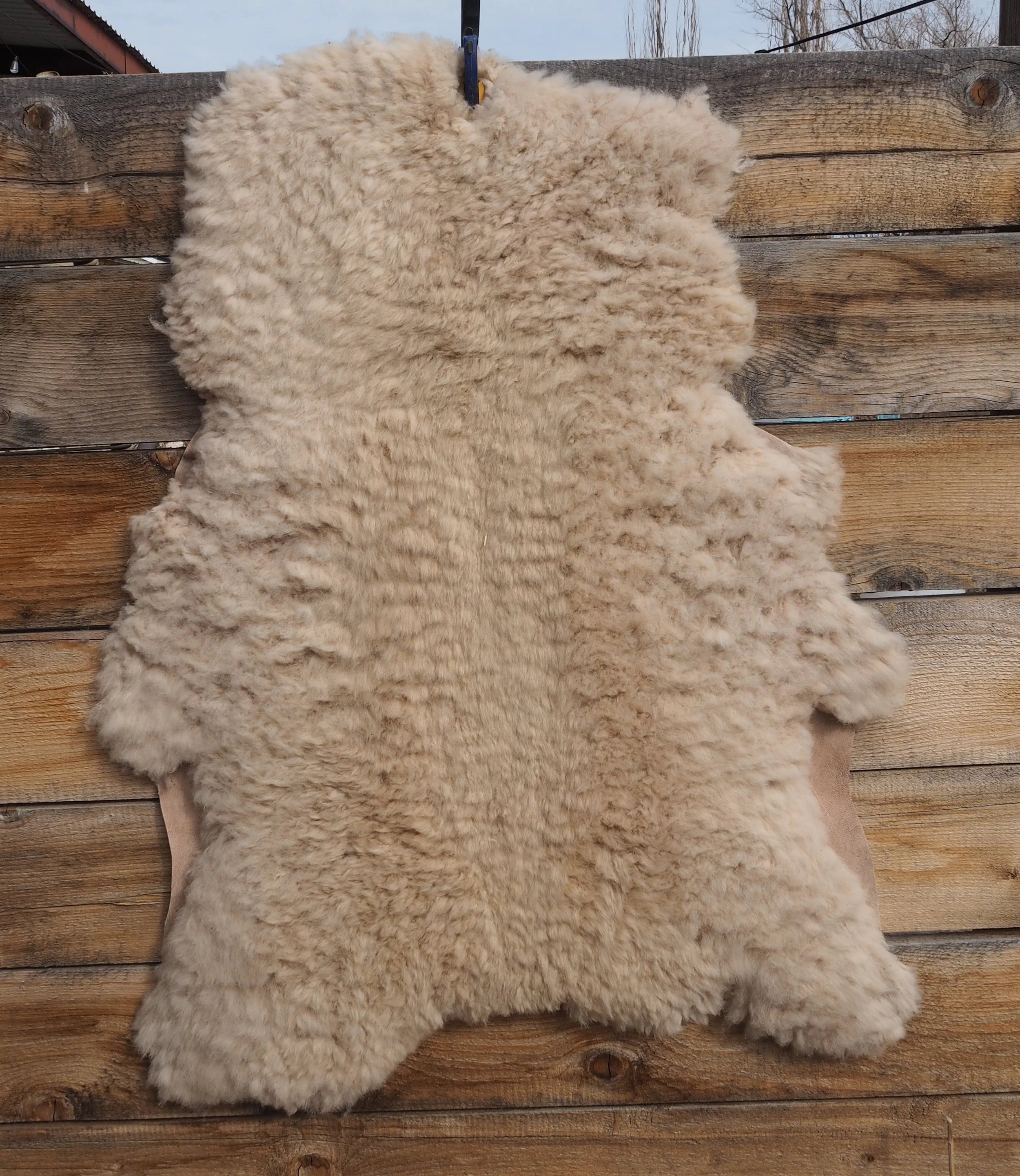 Large White hide (sold)