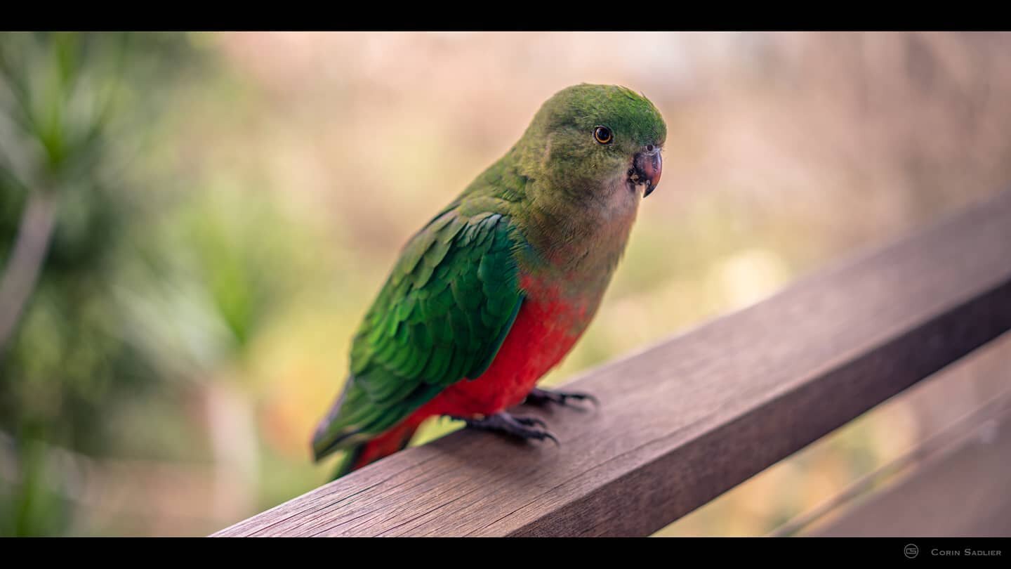 #kingparrot